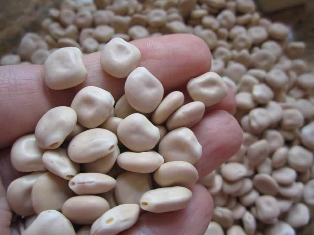 Lupini Beans